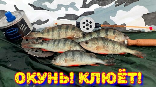 Поклёвки КРУПНОГО окуня!!!