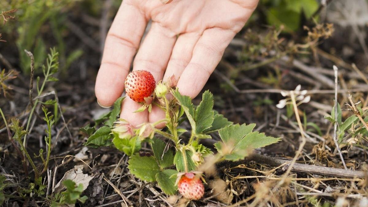    Рукой поддерживают ягоду на кусте:Freepik