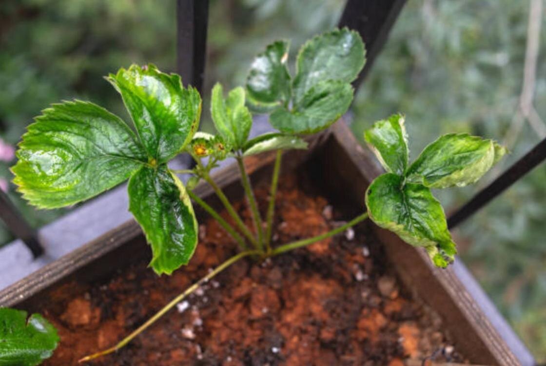    Листья на кусте клубники сворачиваются в трубочку:iStockphoto