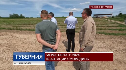 «Агростартап»-2024: плантации смородины