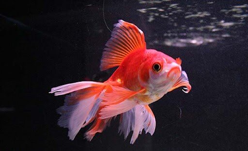 Аквариумная золотая рыбка 