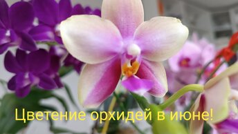Обзор цветения орхидей в июне🌺#11.06.2024г.