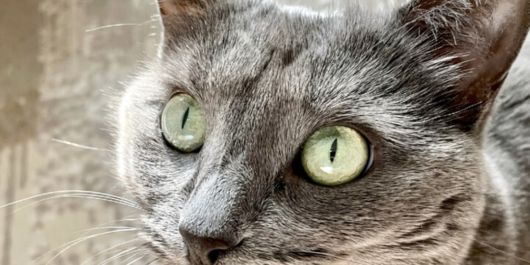 Как узнать любит вас кошка или нет