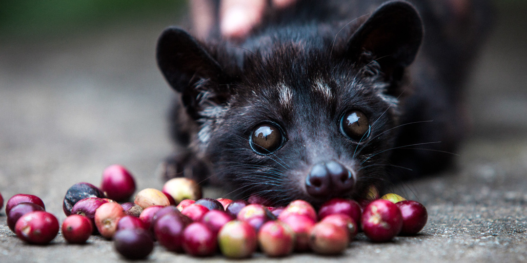 Вы всё ещё пьёте "дешёвый" кофе? Узнайте, как цена влияет на ваш мозг и восприятие!