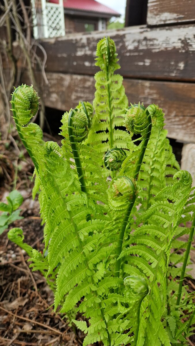 Они о чем-то советуются.