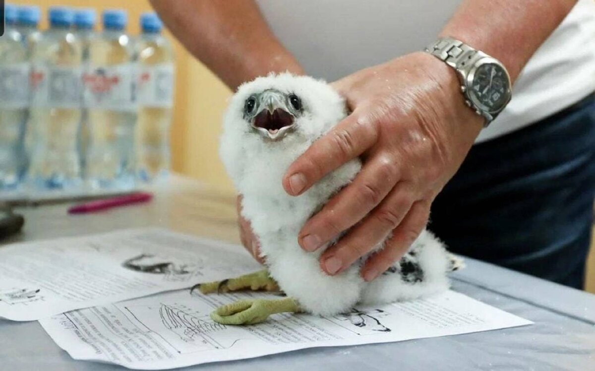    В Уфе окольцевали птенца сапсана, появившегося на свет на крыше Банка Уралсиб