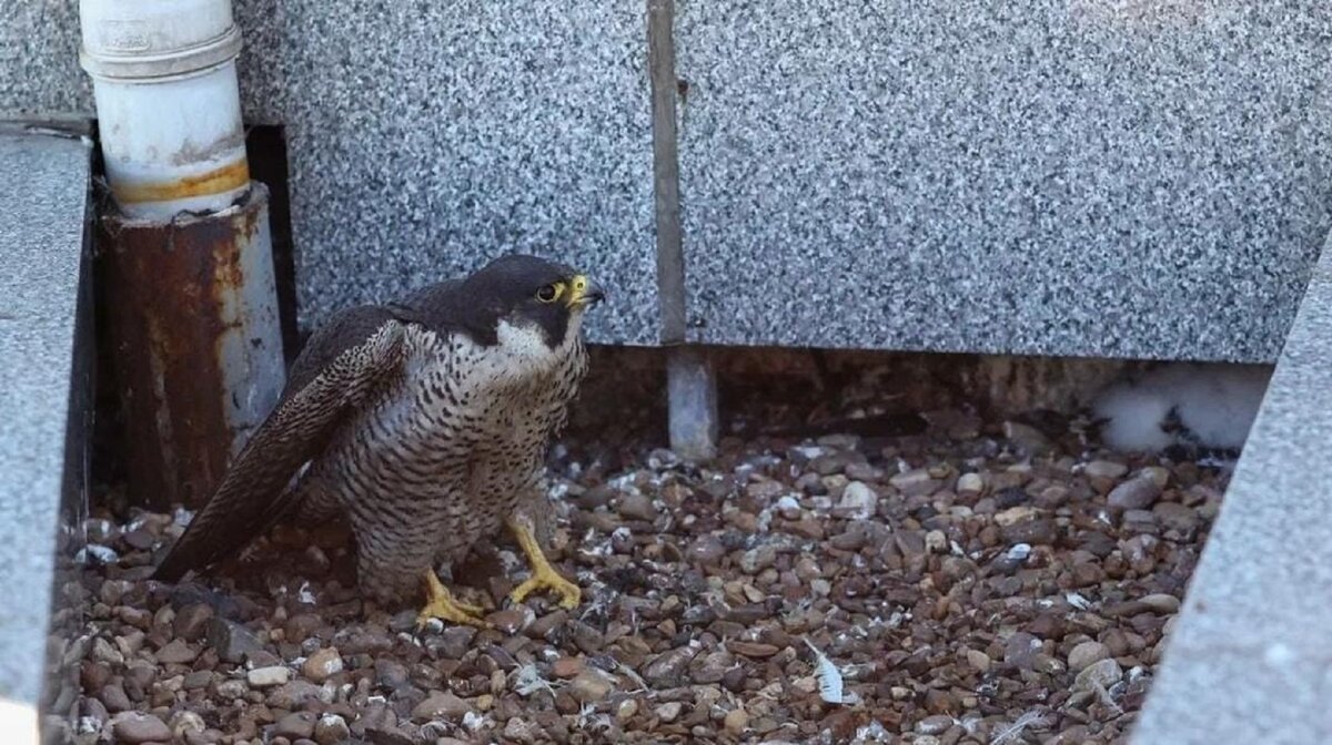    В Уфе окольцевали птенца сапсана, появившегося на свет на крыше Банка Уралсиб