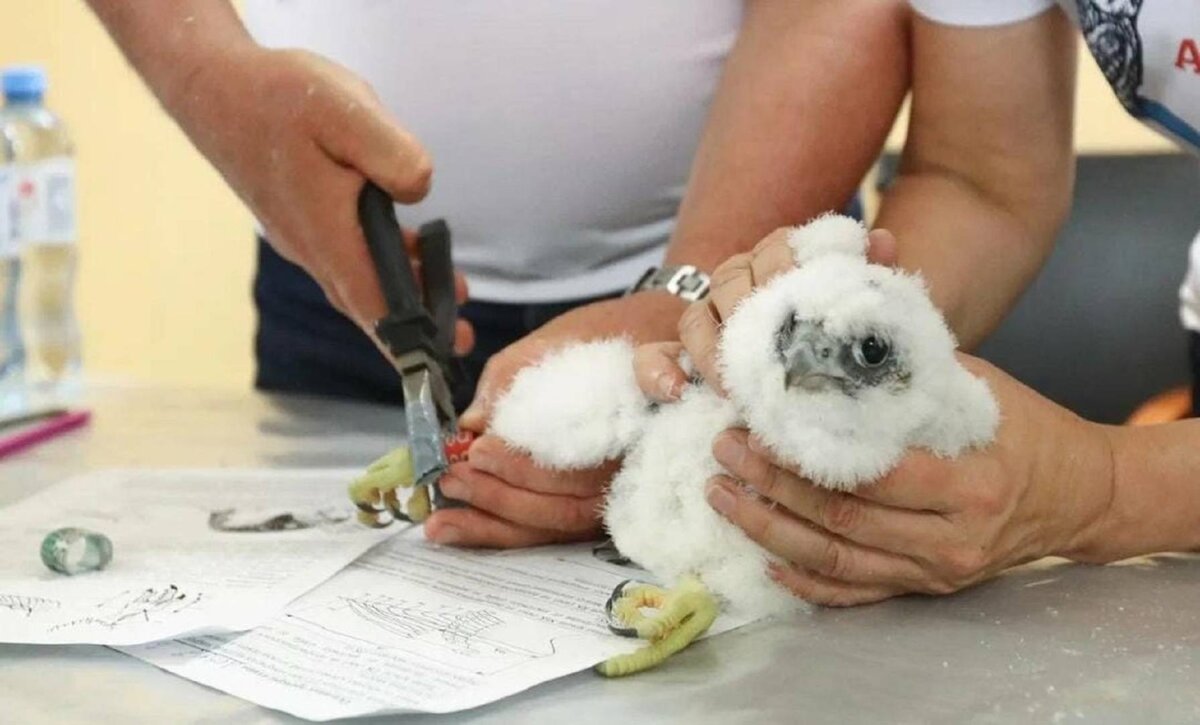    В Уфе окольцевали птенца сапсана, появившегося на свет на крыше Банка Уралсиб