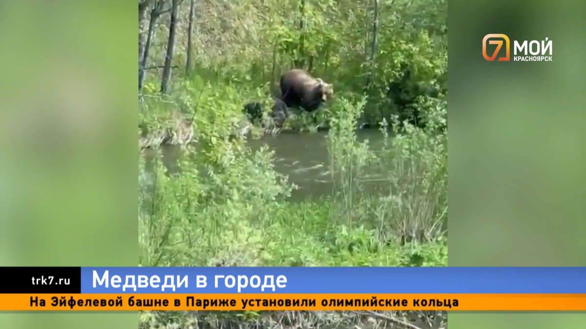 Красноярск окружают медведи: что делать, если хищники вышли к людям? | 7  канал Красноярск | Дзен