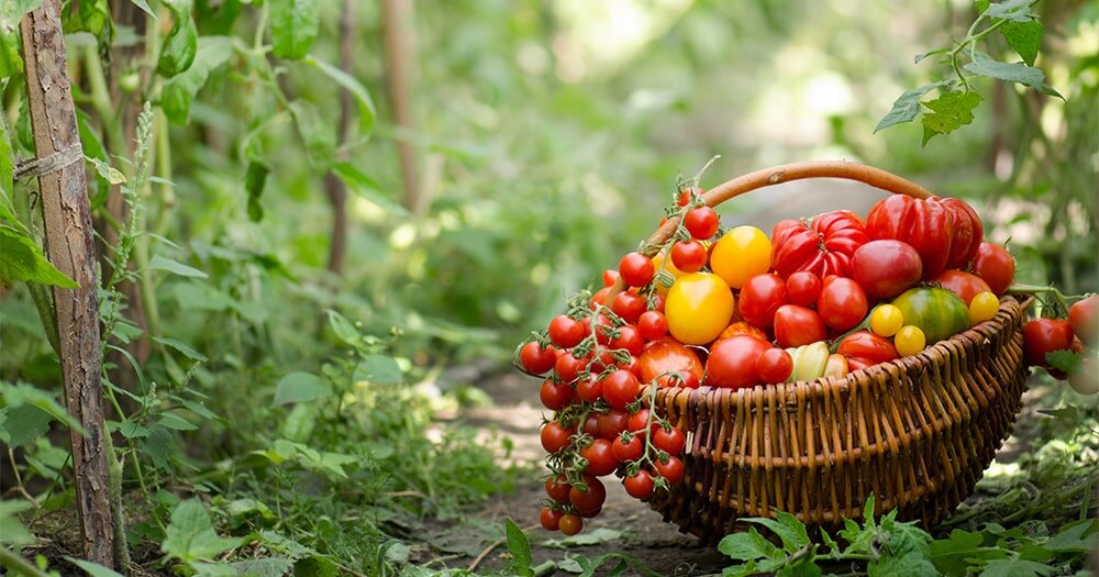 Абсолютно ничто не сравнится со вкусом домашних ароматных помидоров летом. Томаты являются одной из самых популярных культур в России и успешно выращиваются практически во всех регионах страны.
