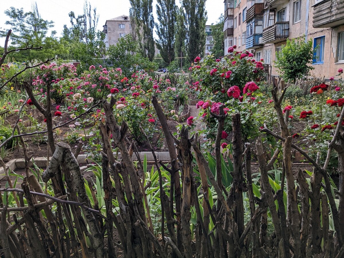 Огороженный сад-розарий во дворе многоквартирного дома