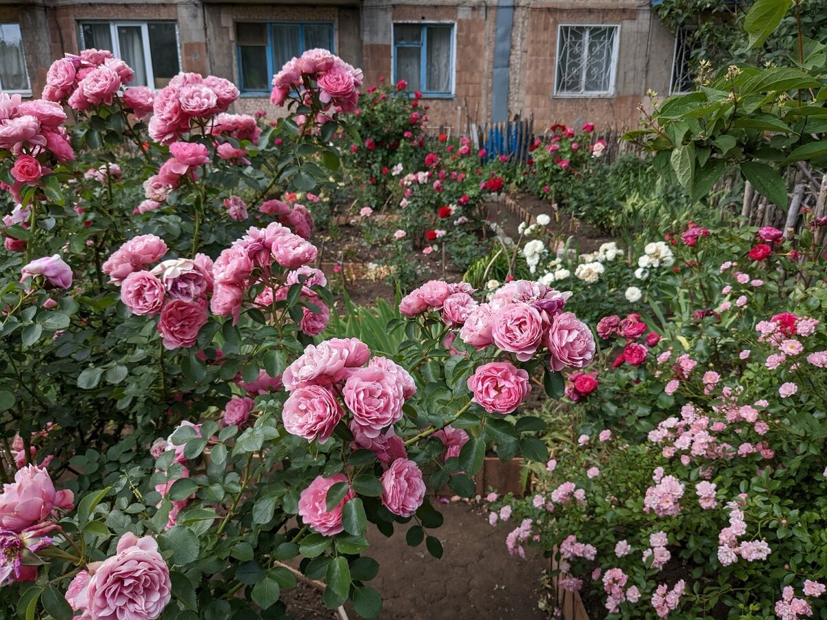 Кирпич не упадёт: что цветет летом в южных цветниках у многоквартирных домов?  | Грабельки мои! | Дзен