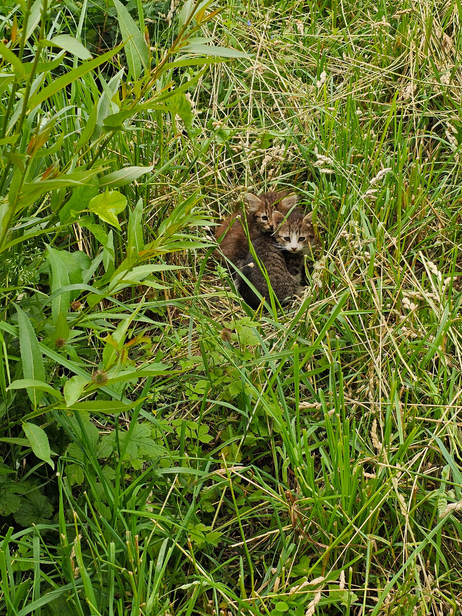 Котята из того двора