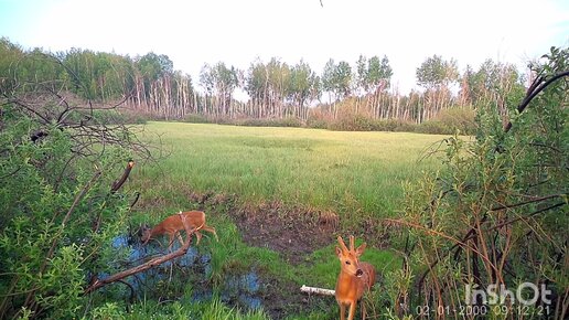 Первые грибы. Пара козликов.