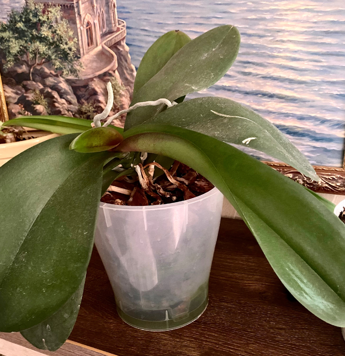 Уже видно сухие корни