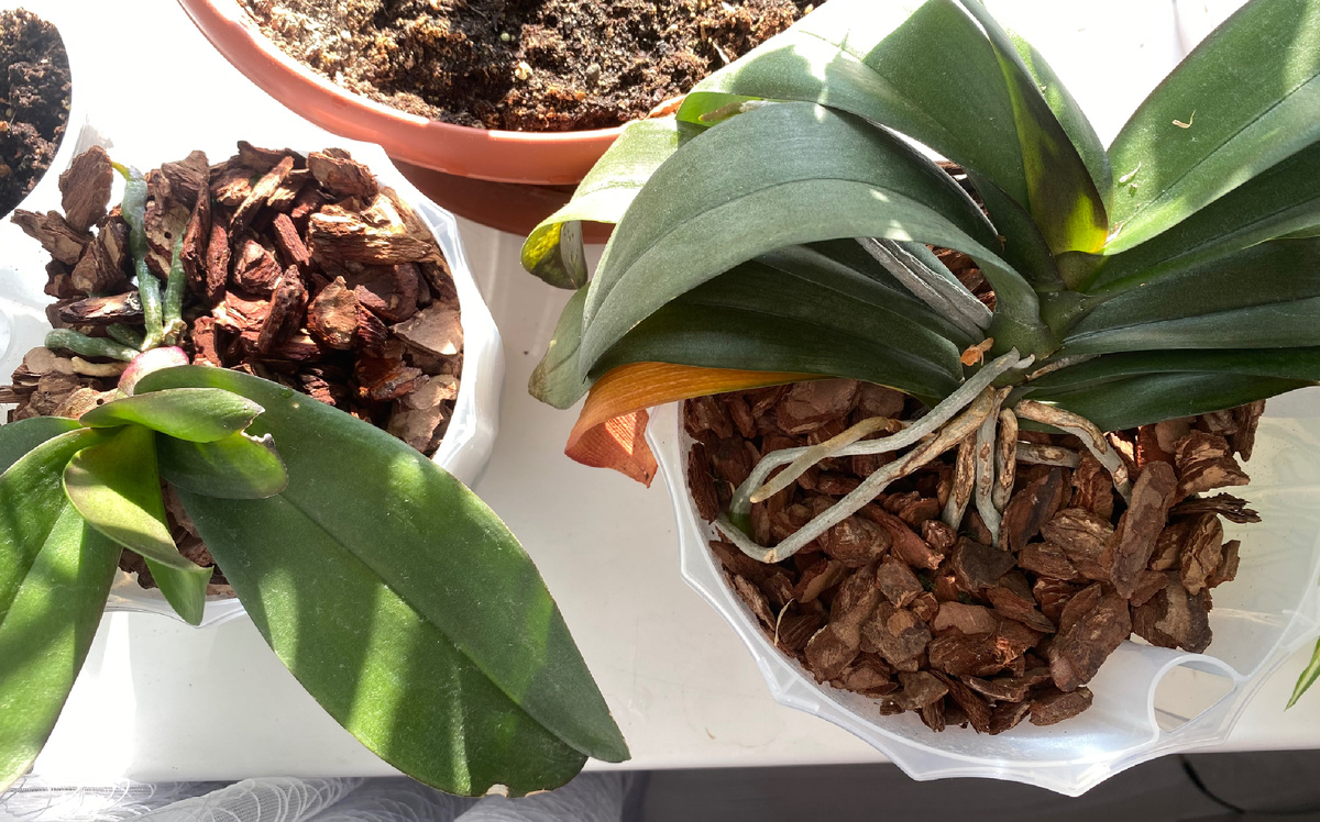 Сейчас обе растут вполне неплохо. У одной начали сохнуть корни - обработала снова.