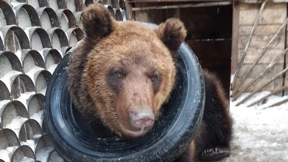 Волонтёры ищут косолапому новых хозяев. Фото: телеграм-канал Кристины Карамышиной