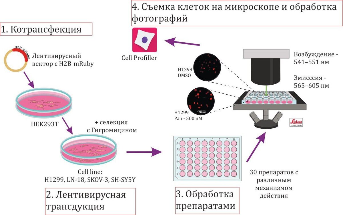 Схема эксперимента. Источник: Mikheeva et al. / Cell Death Discovery, 2024.
