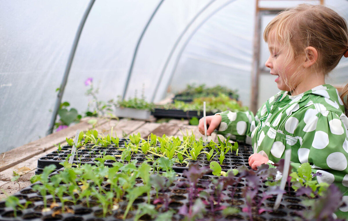 Теплица под плёнку