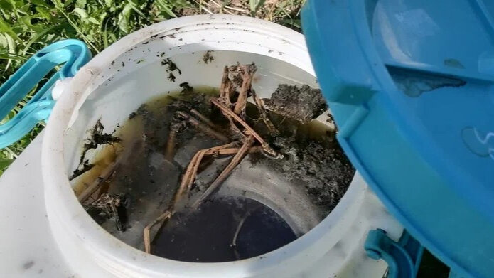 У кого ни спроси, что огородники используют для подкормки огурцов, все в один голос кричат: «Только зеленую болтушку!». 