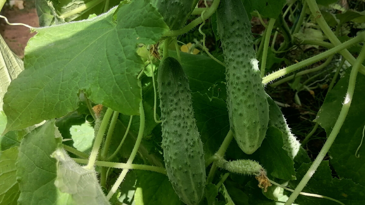 Результата не пришлось долго ждать. Огурцы стали расти на глазах. 