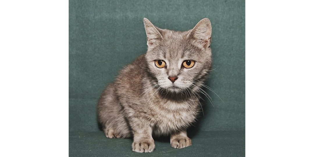 В Москве кошку подбросили в приют — она ждет семью 9 месяцев