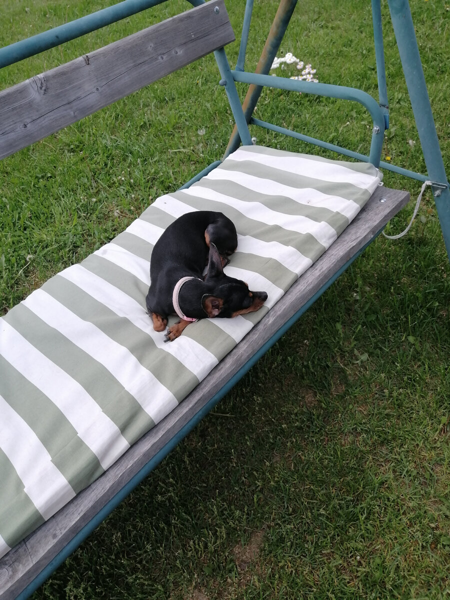 Наша охранница едва дождалась нашего возвращения и заняла свое место под солнцем на старенькой качельке. 