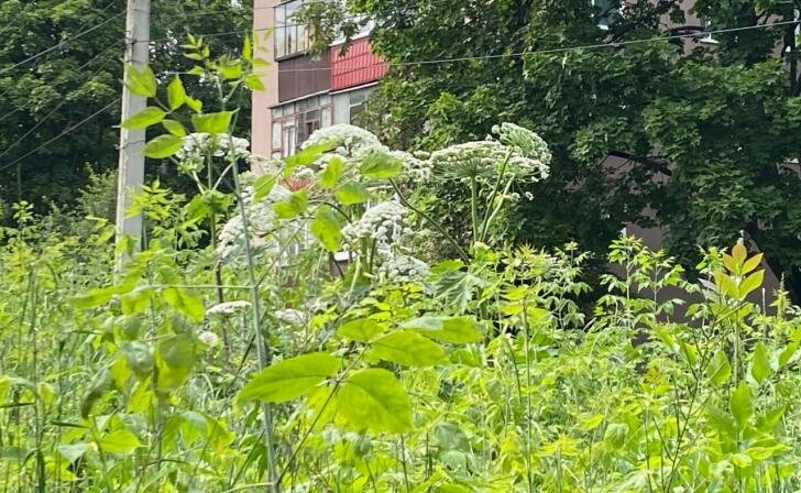    фото Курские известия