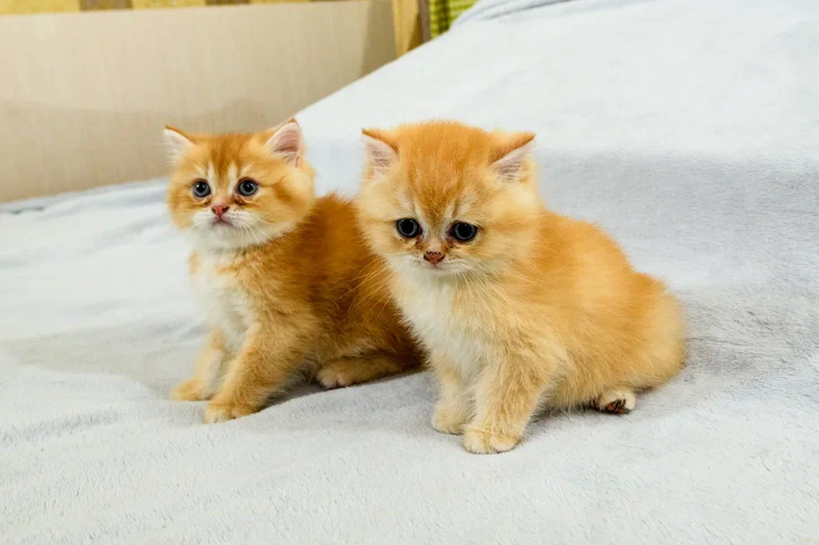 По лицу видно, какие разные у них характеры