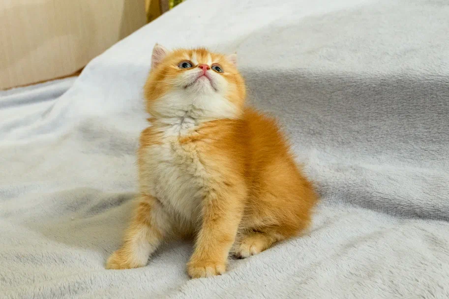 ну чистый лисёнок, правда?