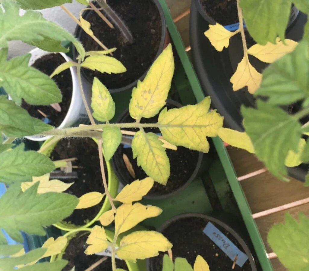 Дефицит азота у растений. 