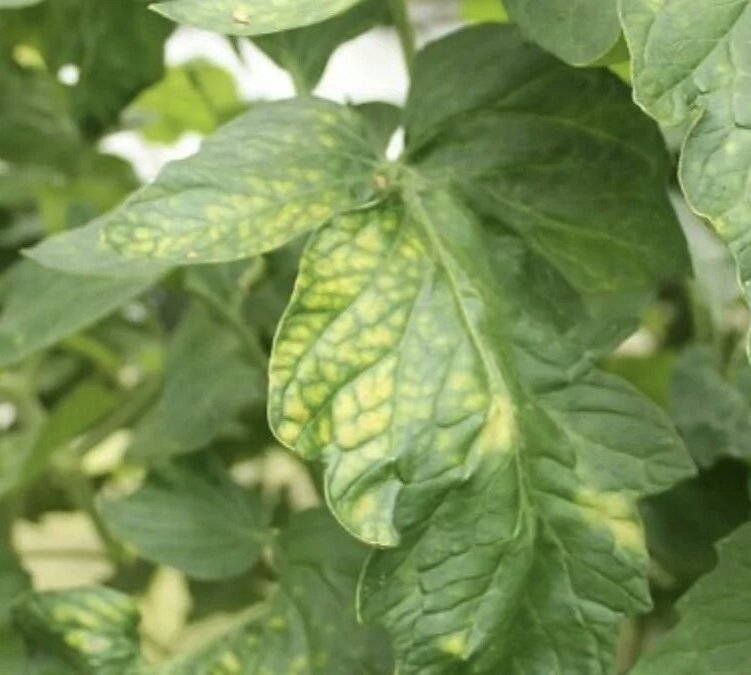 Недостаток магния у растений. 