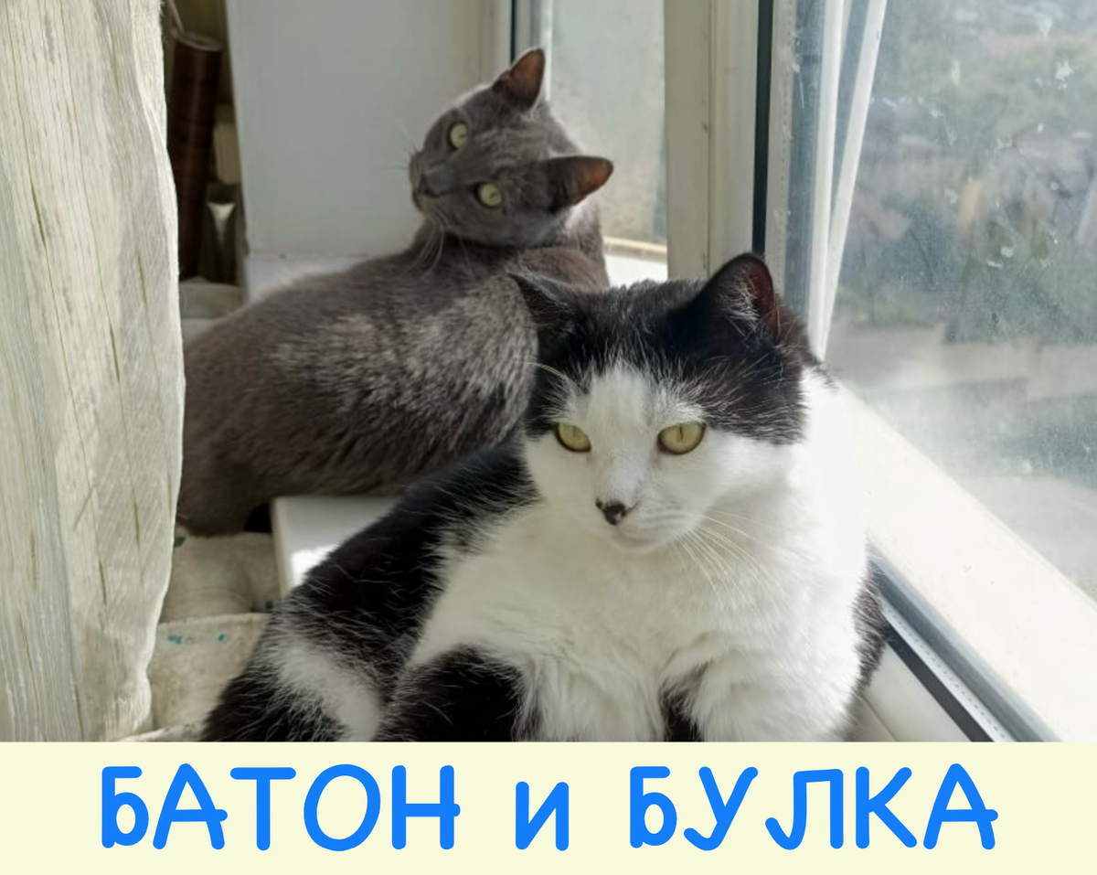 Мяу вам, дорогие мои! Это я, Обожайчик! Нет, вы не думайте плохого! Мы, котики, ух, какие честные. Но, иногда… и звёзды сходятся, и от человека не убудет… ну, вы поняли.