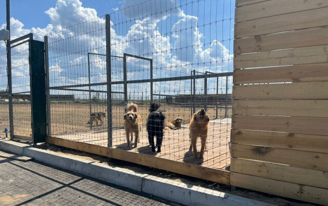 Фото: Кристина Кошелева