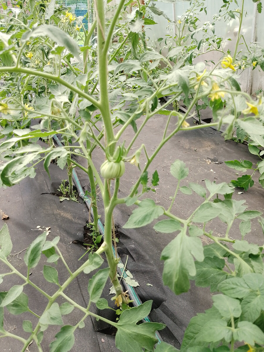 Пузата хата, первая кисть