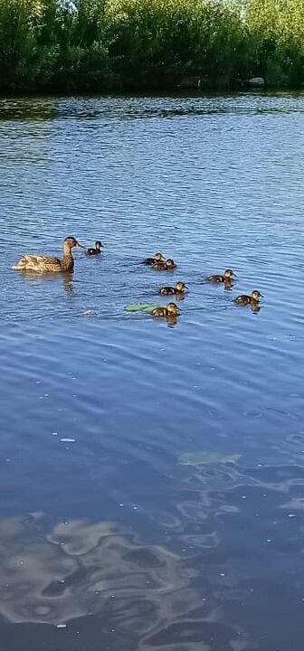 Уточки вывели потомство в " люди"... Интересно, а куда делись отцы селезни? 