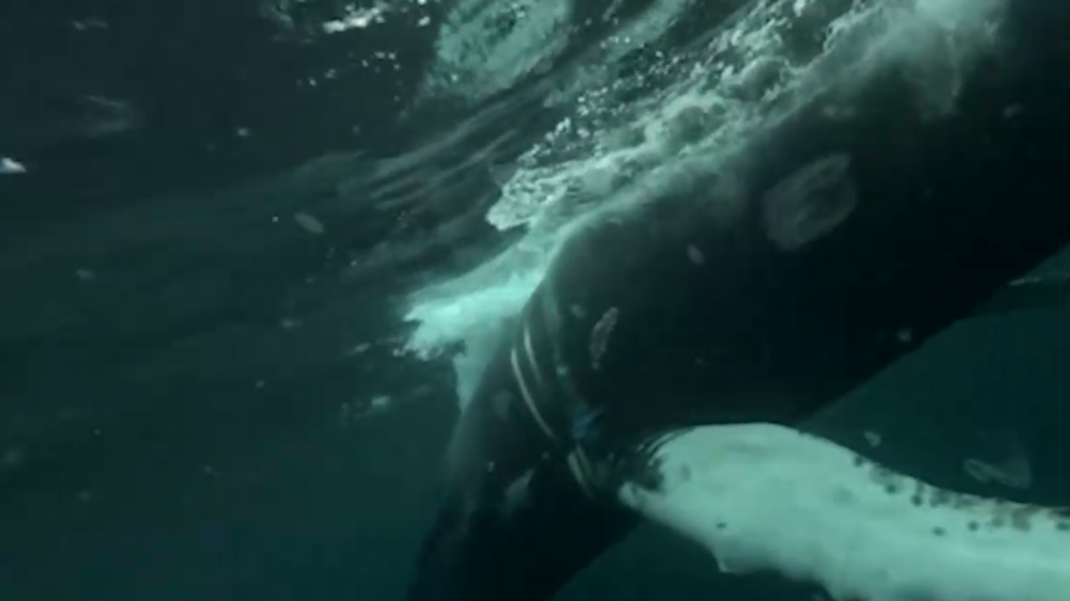 Фото: © Скриншот видео