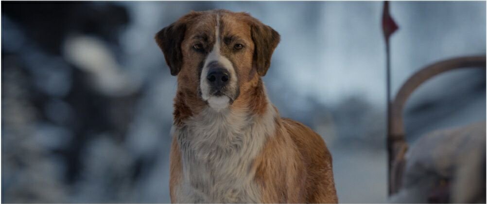 Стать вожаком и защитником слабых - был его путь!