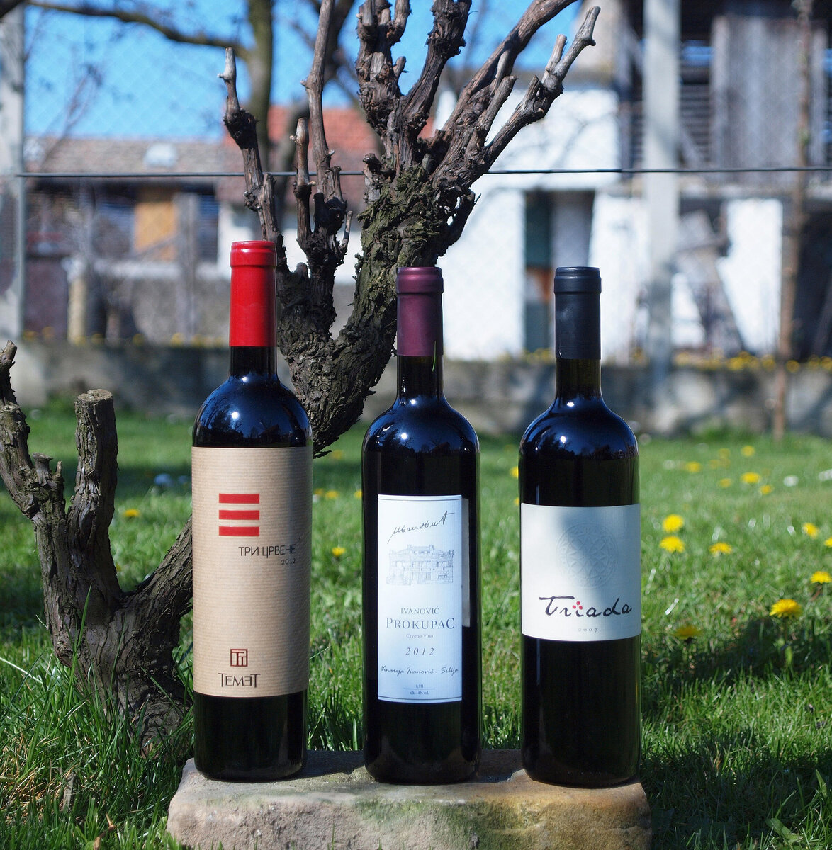 Прокупац — насыщенное красное вино с ароматными нотками спелых красных фруктов. Тамьяника — соломенно-жёлтое вино с сильным мускатным ароматом. Фото: Orjen / Wikimedia