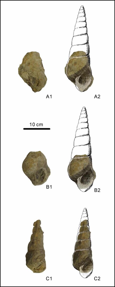    Новые гигантские брюхоногие моллюски из формации Цинъянь, Toxoconcha sp. / © Palaeoworld, Xin Sun et al.