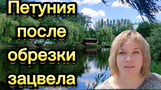 Петуния зацвела вновь...