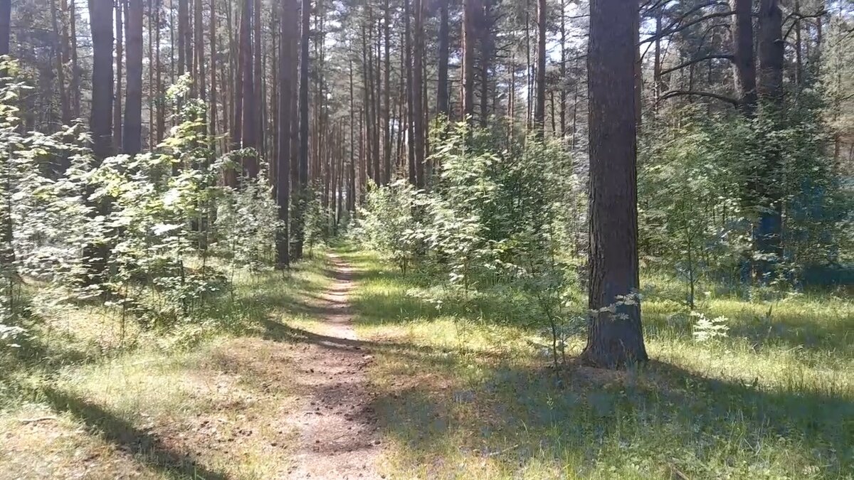 Часть пути по лесной тропинке