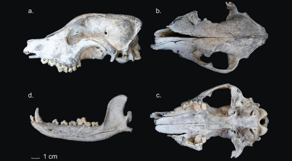   Leandro Zilio et al. / Journal of Archaeological Science: Reports, 2024