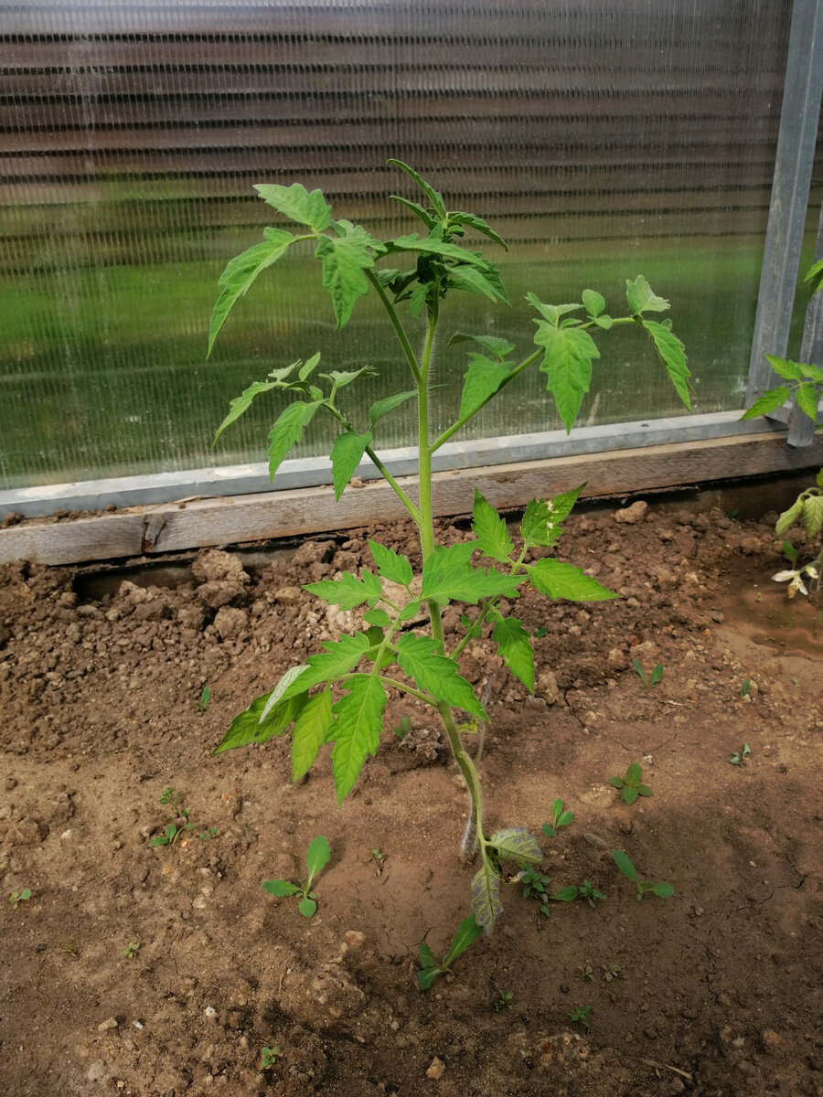 В теплице. 2024