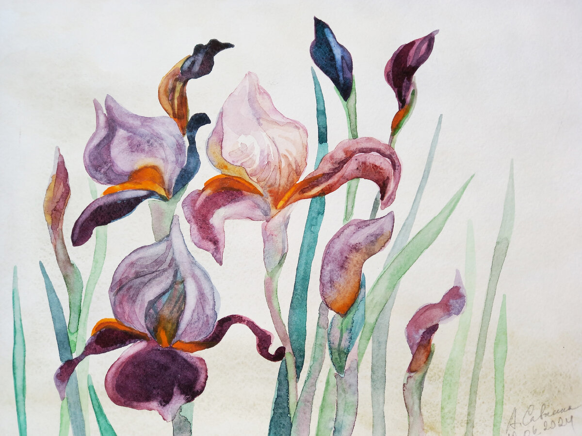 А. Савкина. Ирисы. 2024. Бумага, акварель
