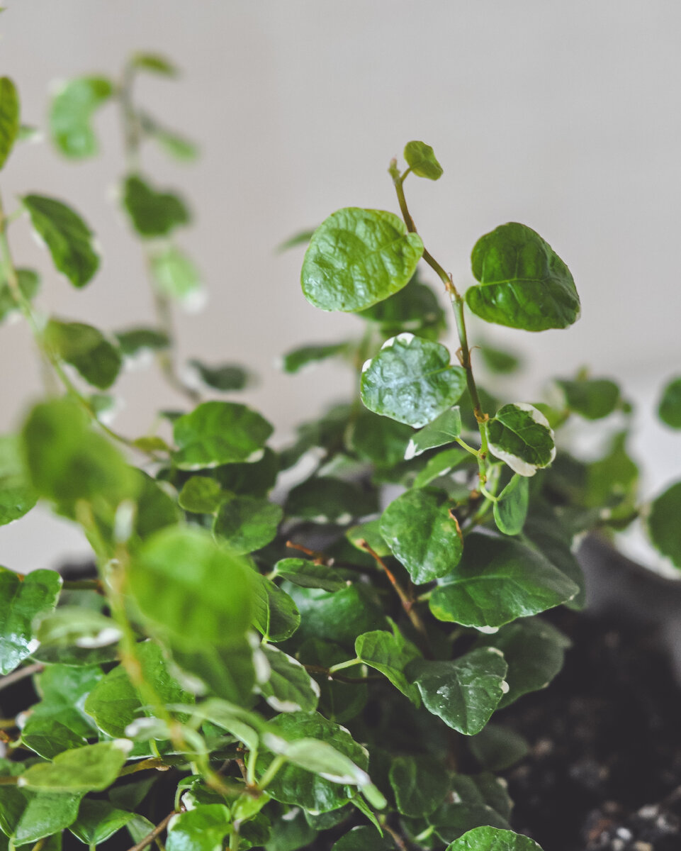 Ficus Pumila White Sunny. 12 июня 2024 год