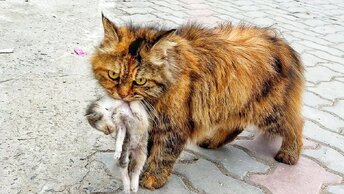 Кошка-мать принесла умирающего котенка к мужчине.Он цеплялся за него и молил о помощи, его глаза были полны мольбы и надежды