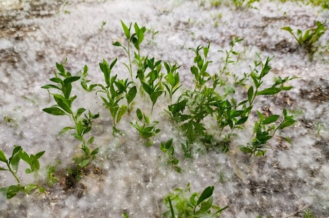    Фото: Сиб.фм/ Густаво Зырянов