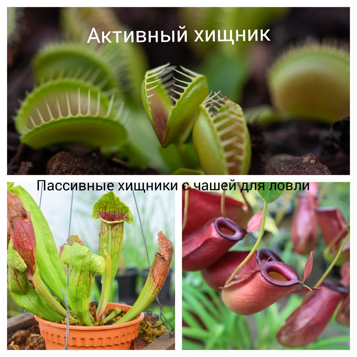Коллаж автора