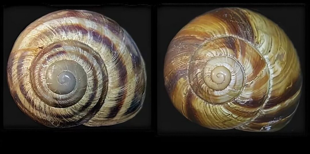 Фото из открытого  доступа. H. Albescens